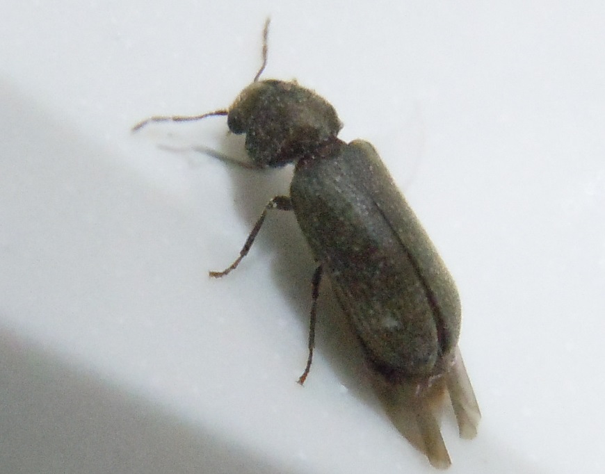 Oligomerus sp. dalla Spagna, Anobiidae